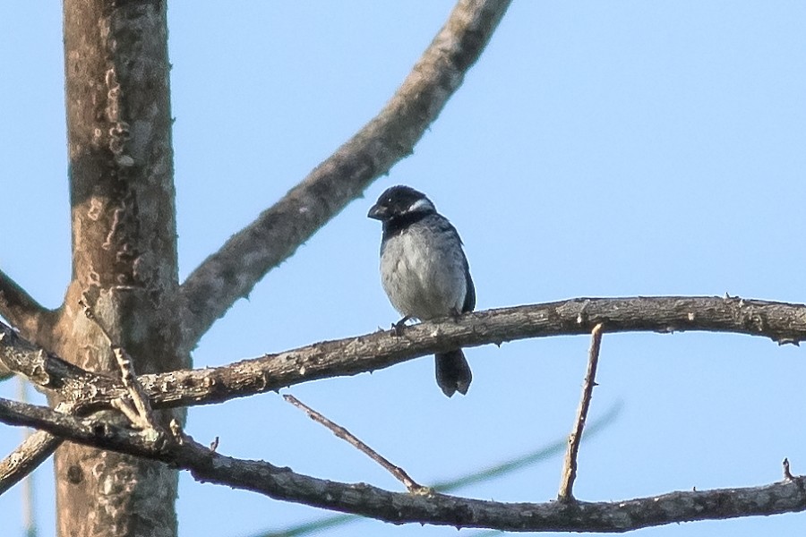 Variable Seedeater - ML141201951