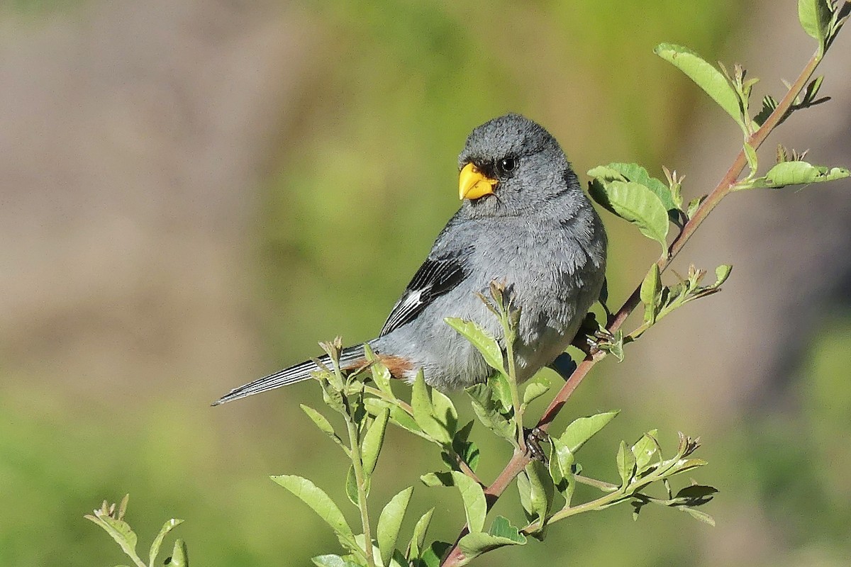 Band-tailed Seedeater - ML141203141