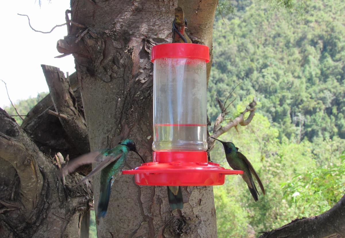 kolibřík modrolící - ML141203401