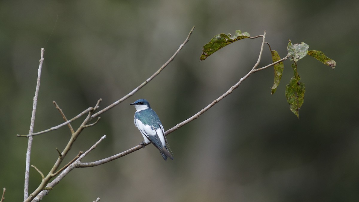 White-winged Swallow - ML141205671