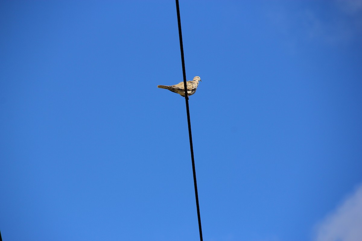 Eurasian Collared-Dove - kriste hollenbaugh