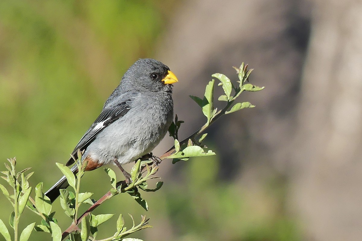 Band-tailed Seedeater - ML141206081
