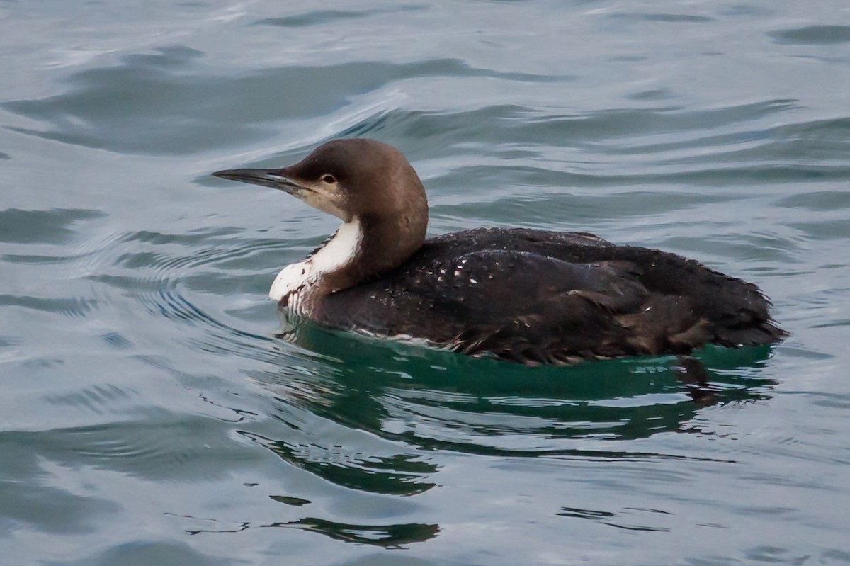 Pacific Loon - Carole Rose