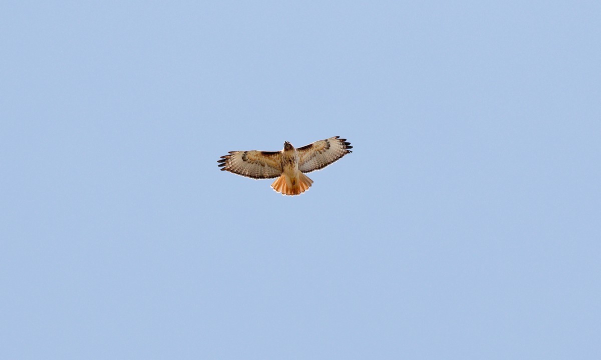 Red-tailed Hawk (calurus/alascensis) - Aaron Boone