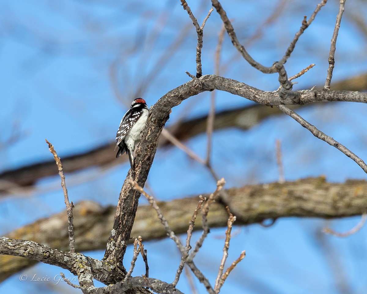 Downy Woodpecker - Lucie Gendron