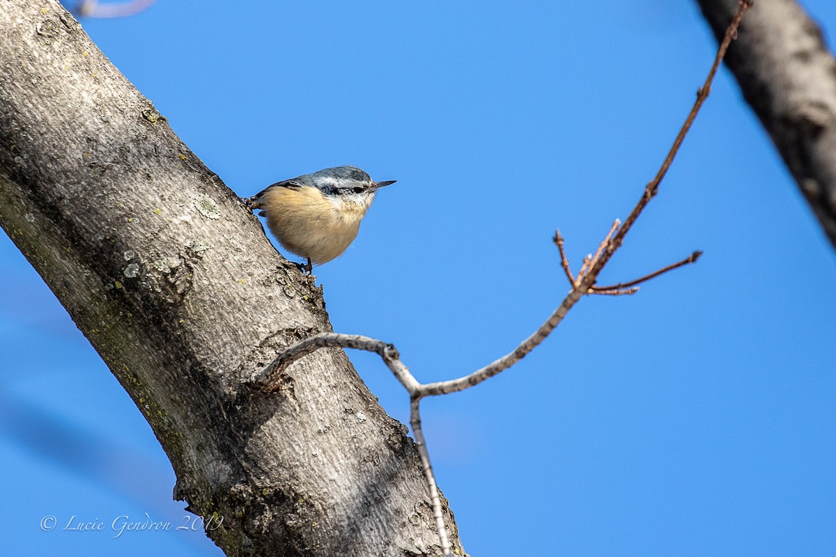 Red-breasted Nuthatch - Lucie Gendron
