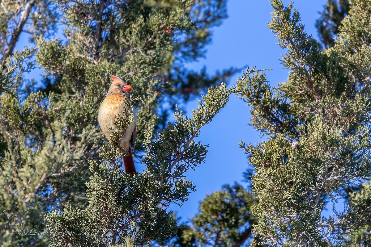 Northern Cardinal - Lucie Gendron