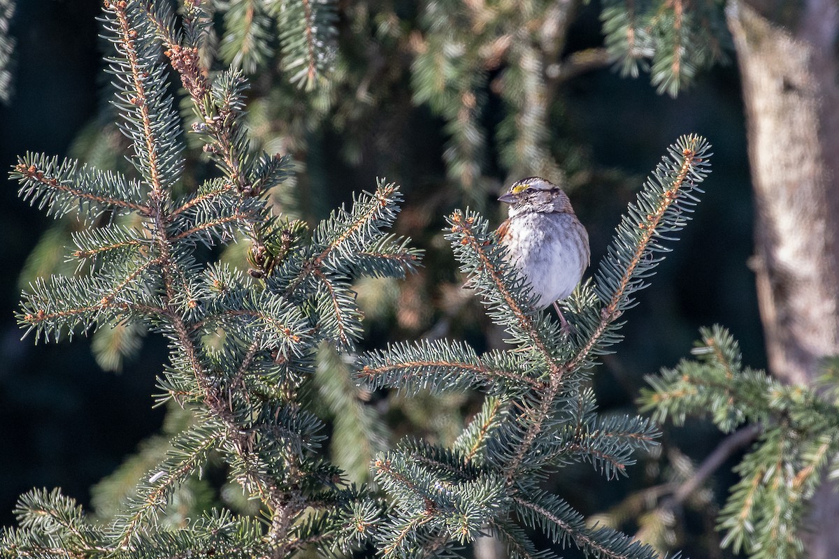White-throated Sparrow - Lucie Gendron