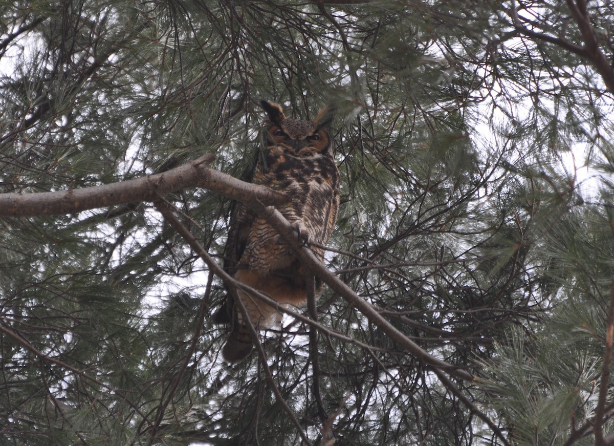 Great Horned Owl - Tim Healy