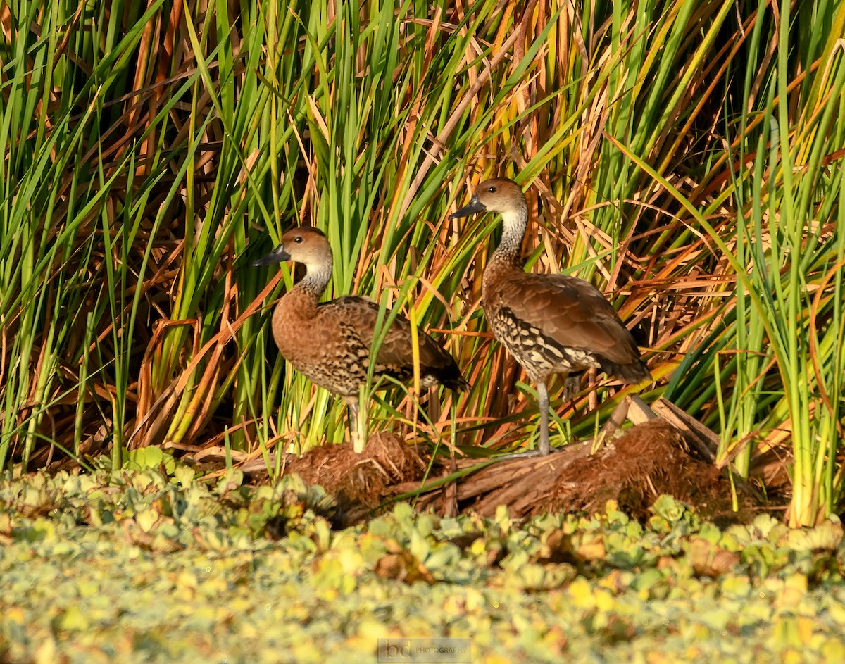 West Indian Whistling-Duck - Benny Diaz
