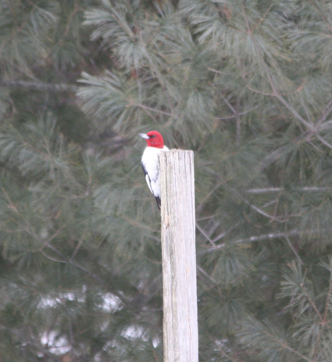 Red-headed Woodpecker - Art Stevenson