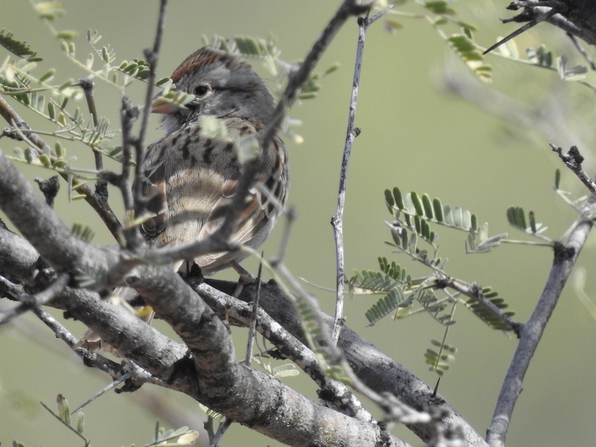 Rufous-winged Sparrow - suska kocis
