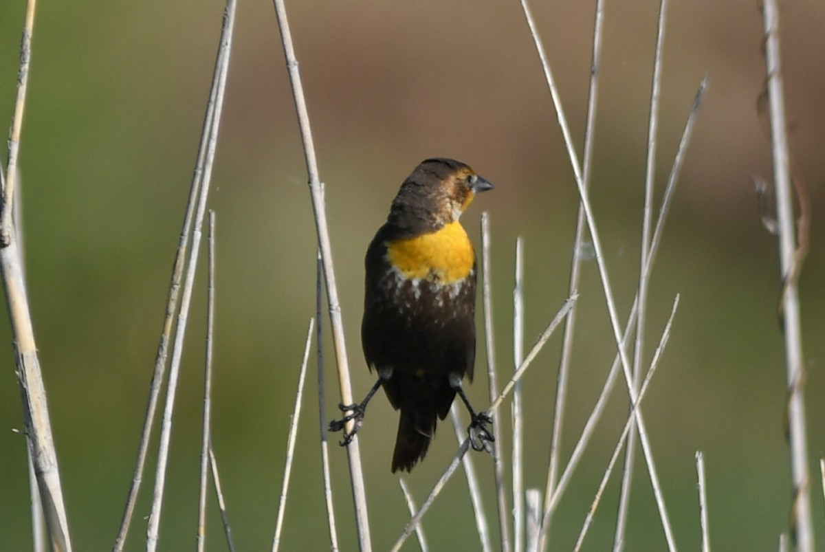 Yellow-headed Blackbird - frank danker