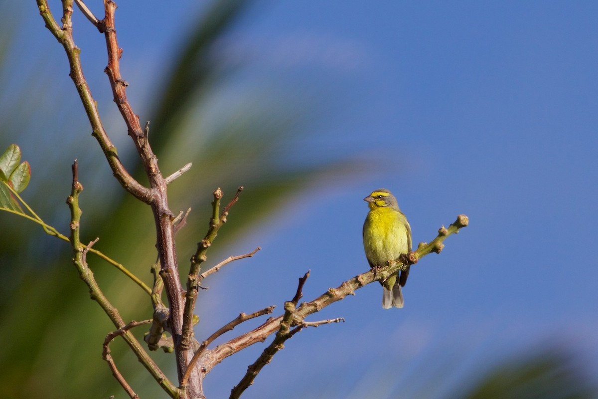 Yellow-fronted Canary - ML141217061
