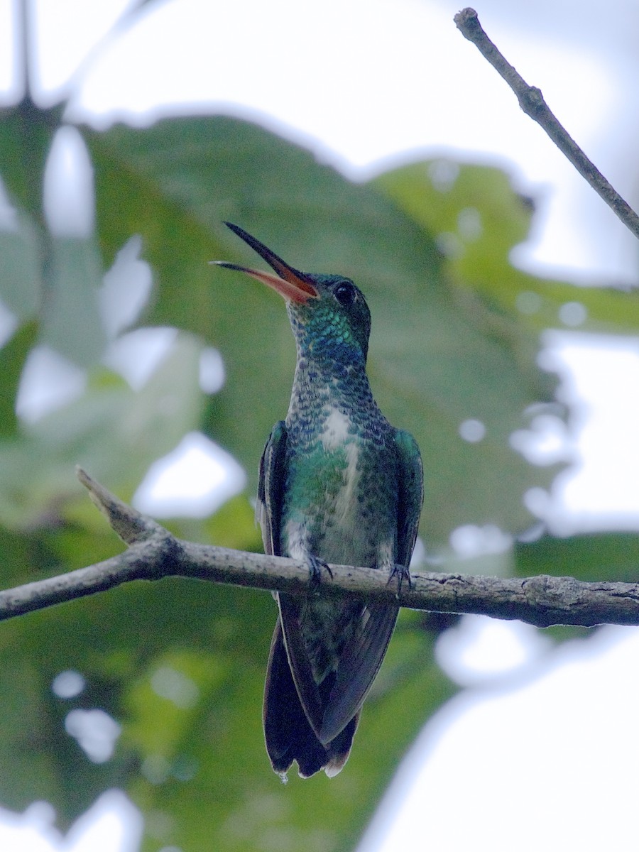 kolibřík zrcadlový - ML141217161