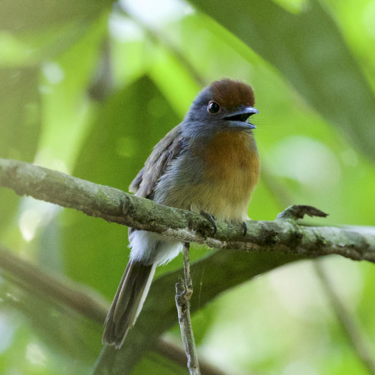 Rufous-capped Nunlet - ML141217581