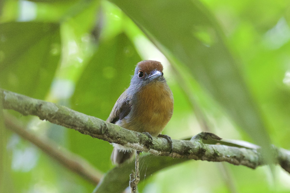 Rufous-capped Nunlet - ML141217611