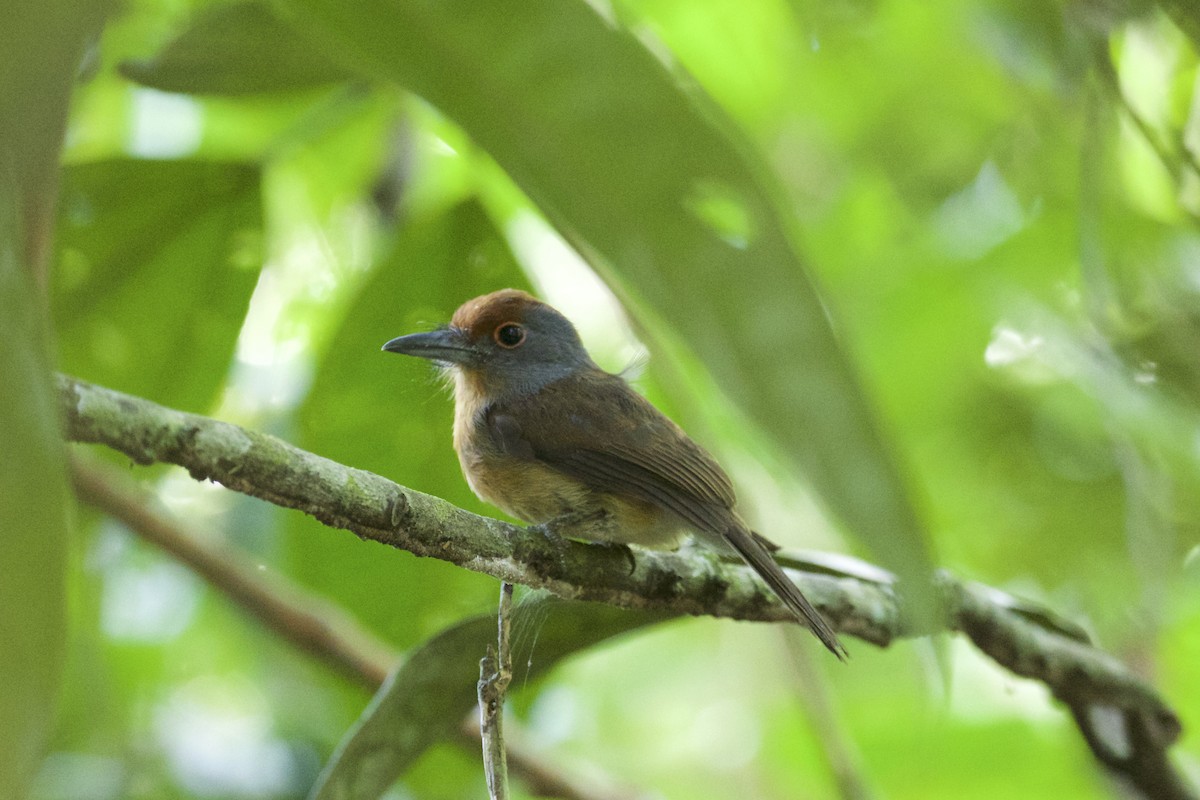 Rufous-capped Nunlet - ML141217621