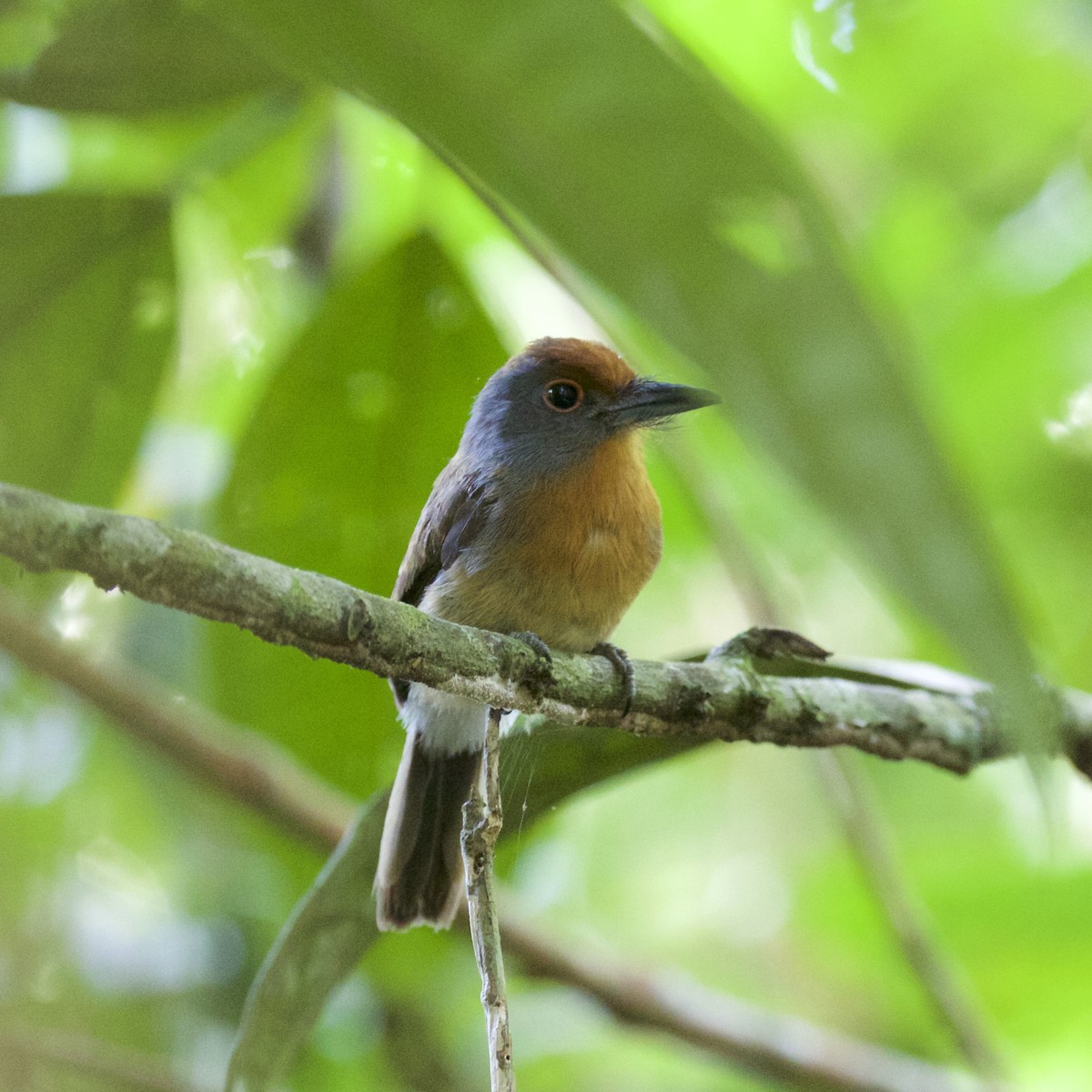 Rufous-capped Nunlet - ML141217631