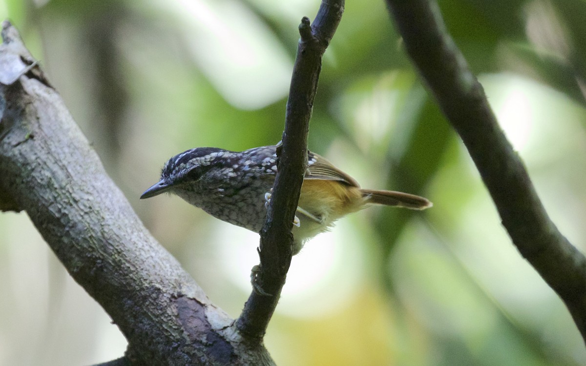 Peruvian Warbling-Antbird - ML141217961