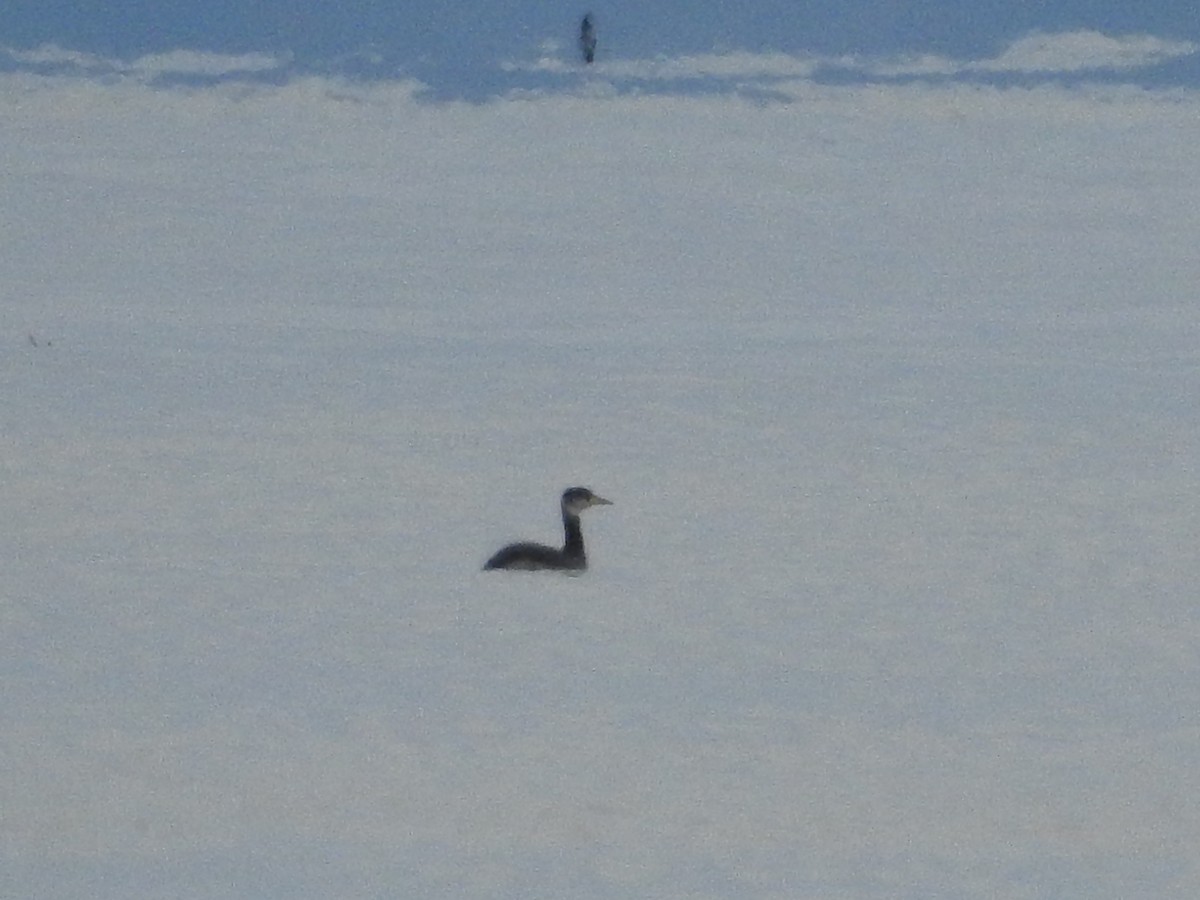 Red-necked Grebe - ML141220041