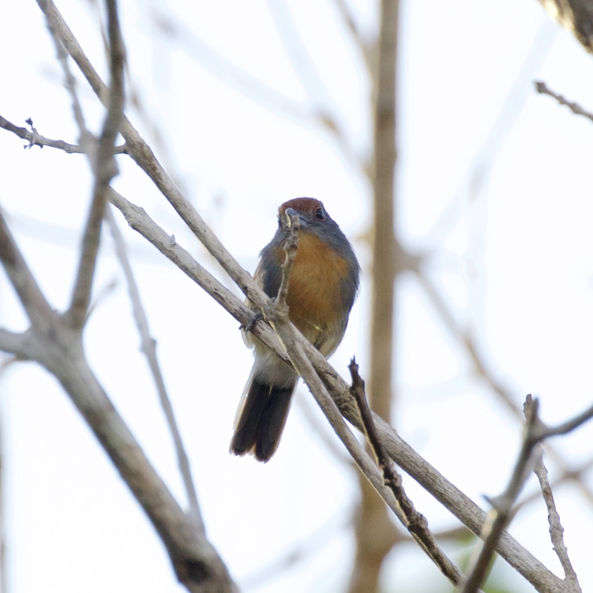 Rufous-capped Nunlet - ML141223091