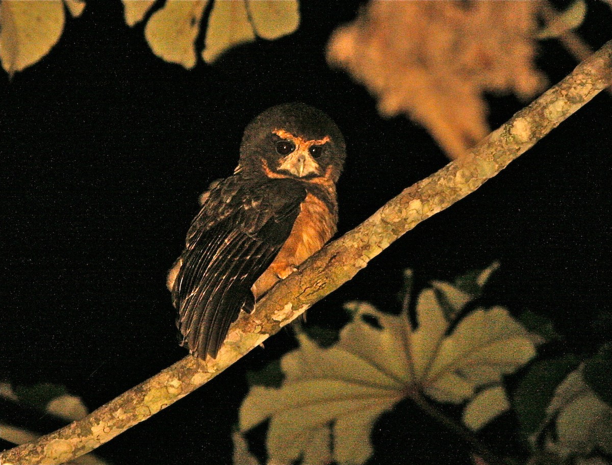 Tawny-browed Owl - Don Roberson