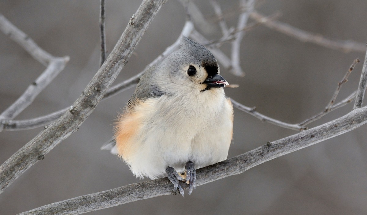 Tufted Titmouse - Tom Long
