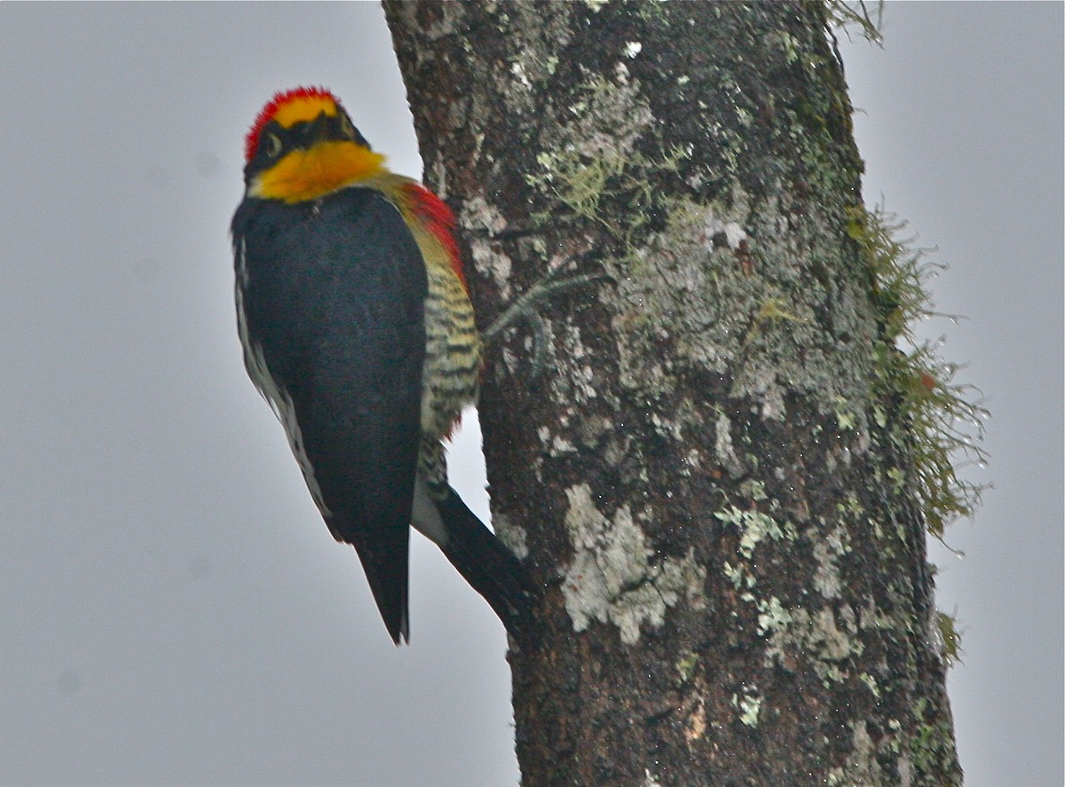 Yellow-fronted Woodpecker - Don Roberson
