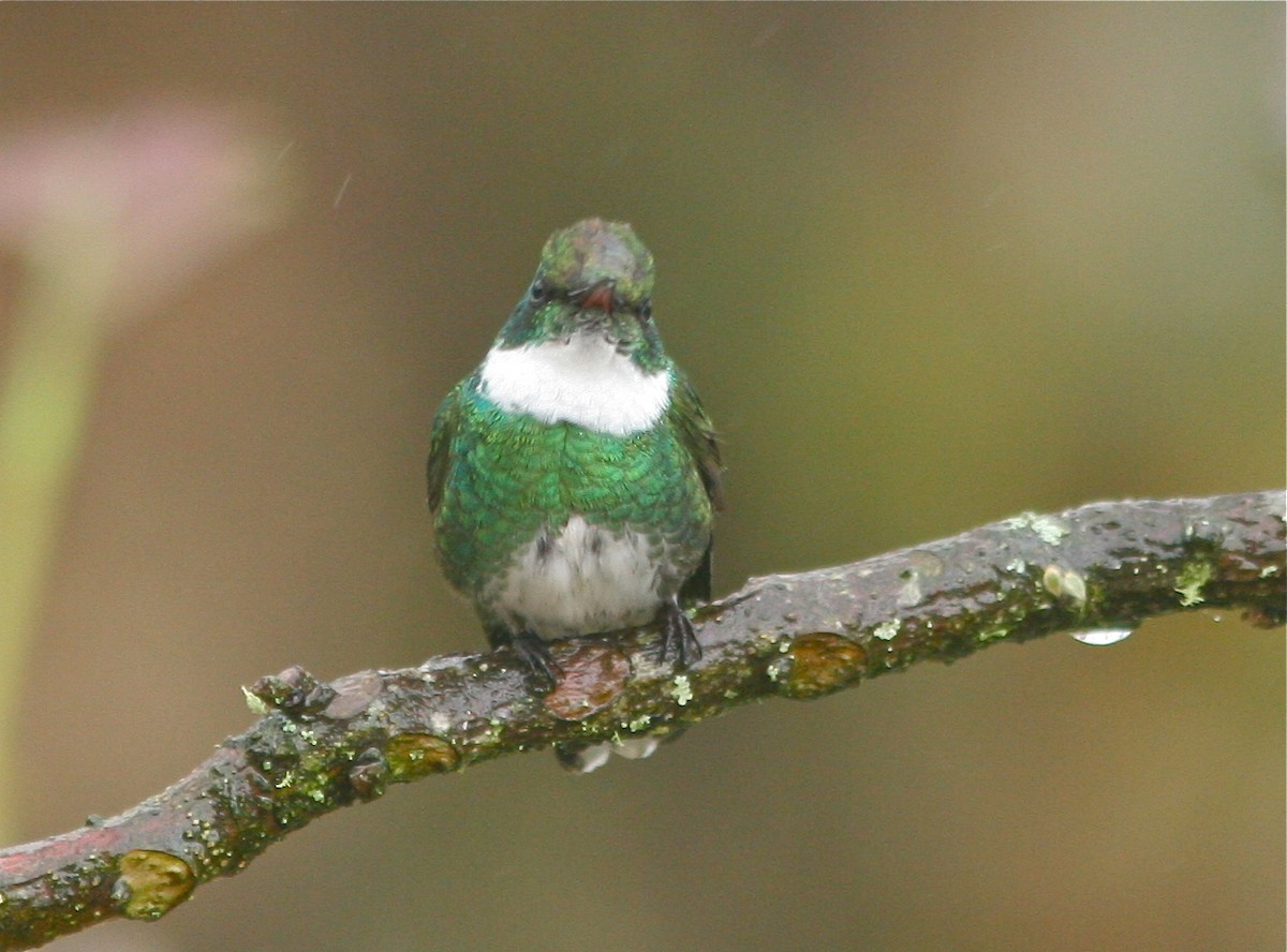White-throated Hummingbird - Don Roberson