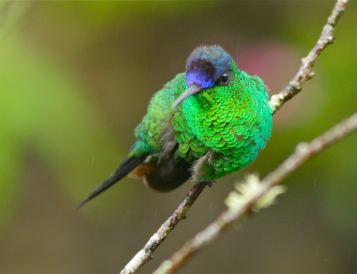 Violet-capped Woodnymph - ML141226131