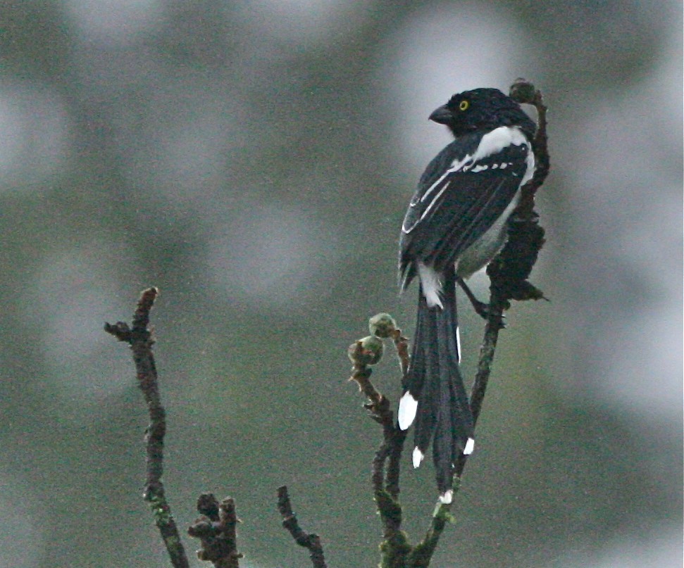 Magpie Tanager - ML141227911