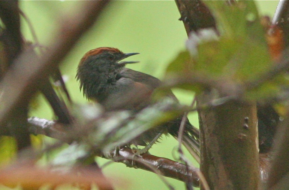 Spix's Spinetail - Don Roberson