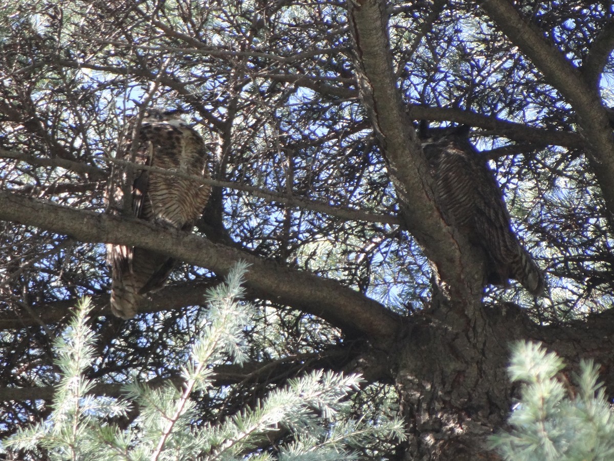 Great Horned Owl - ML141228811