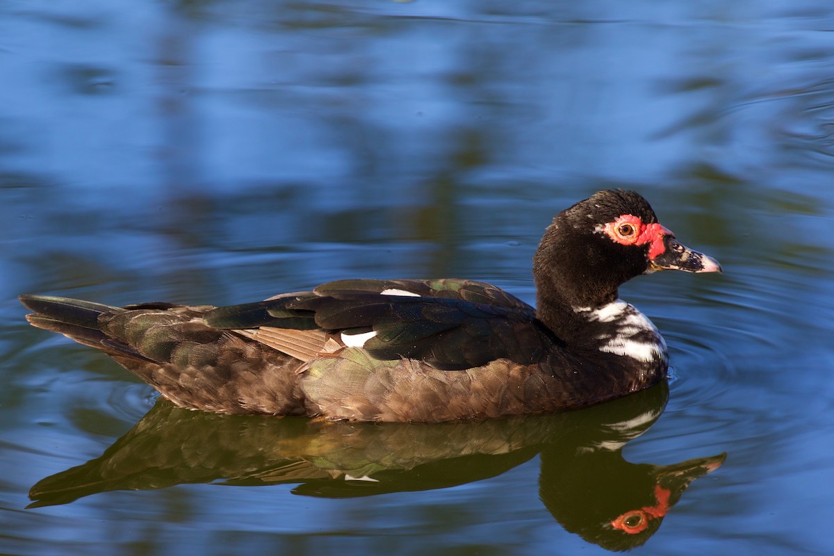 Muscovy Duck (Domestic type) - Reginald  David