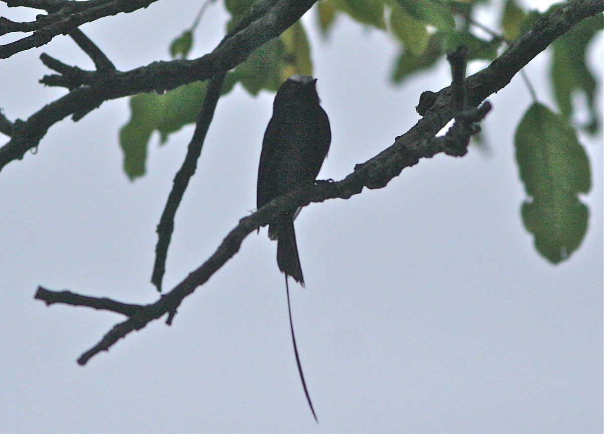 Long-tailed Tyrant - Don Roberson