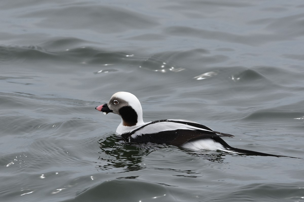 Long-tailed Duck - ML141229201