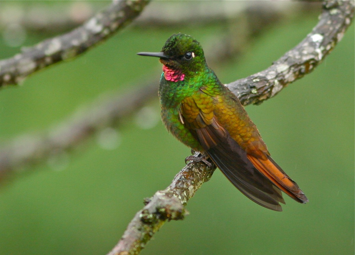 kolibřík brazilský - ML141229231