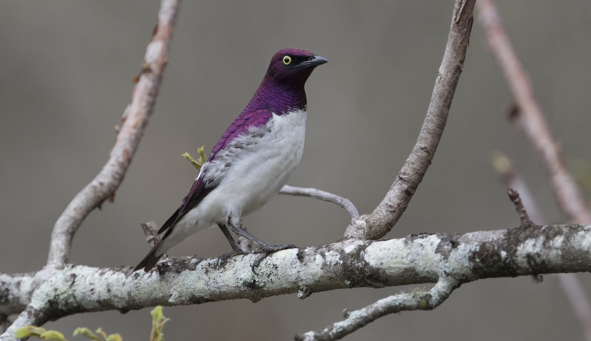 Violet-backed Starling - ML141230681