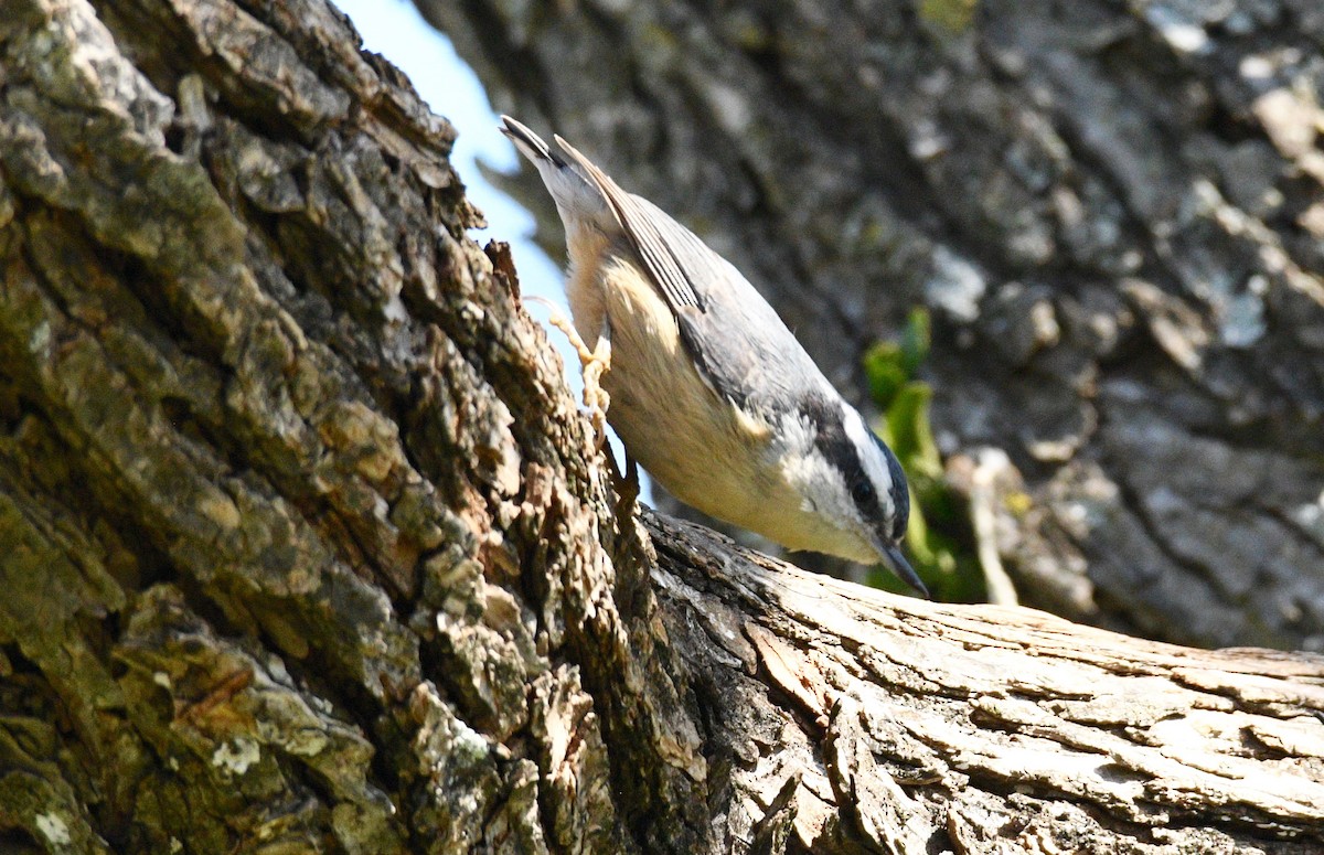 Red-breasted Nuthatch - Don Casey