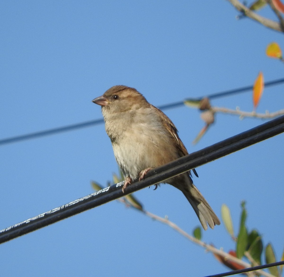 House Sparrow - Janet  Guardiola