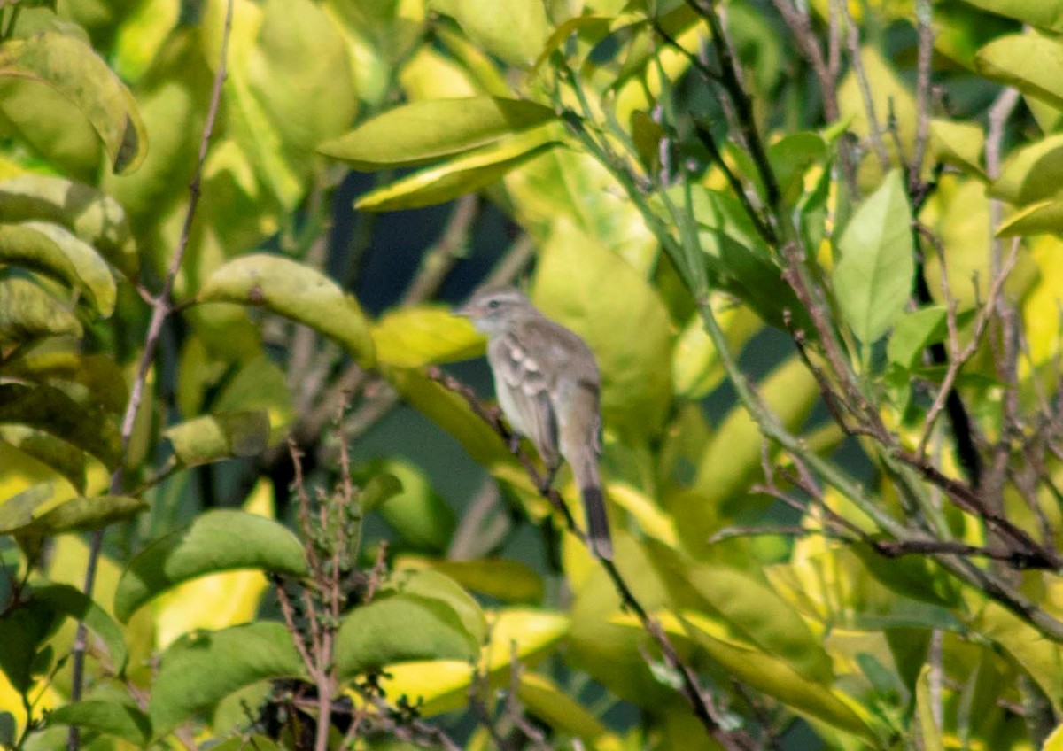 Northern Mouse-colored Tyrannulet - wilson ortega