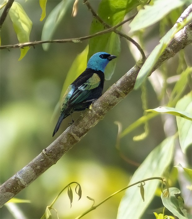 Blue-necked Tanager - ML141237821