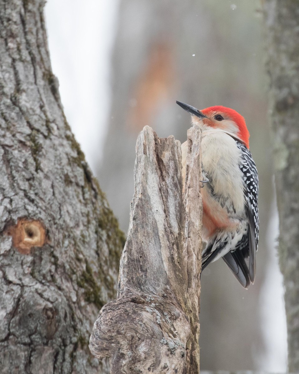Red-bellied Woodpecker - ML141238531