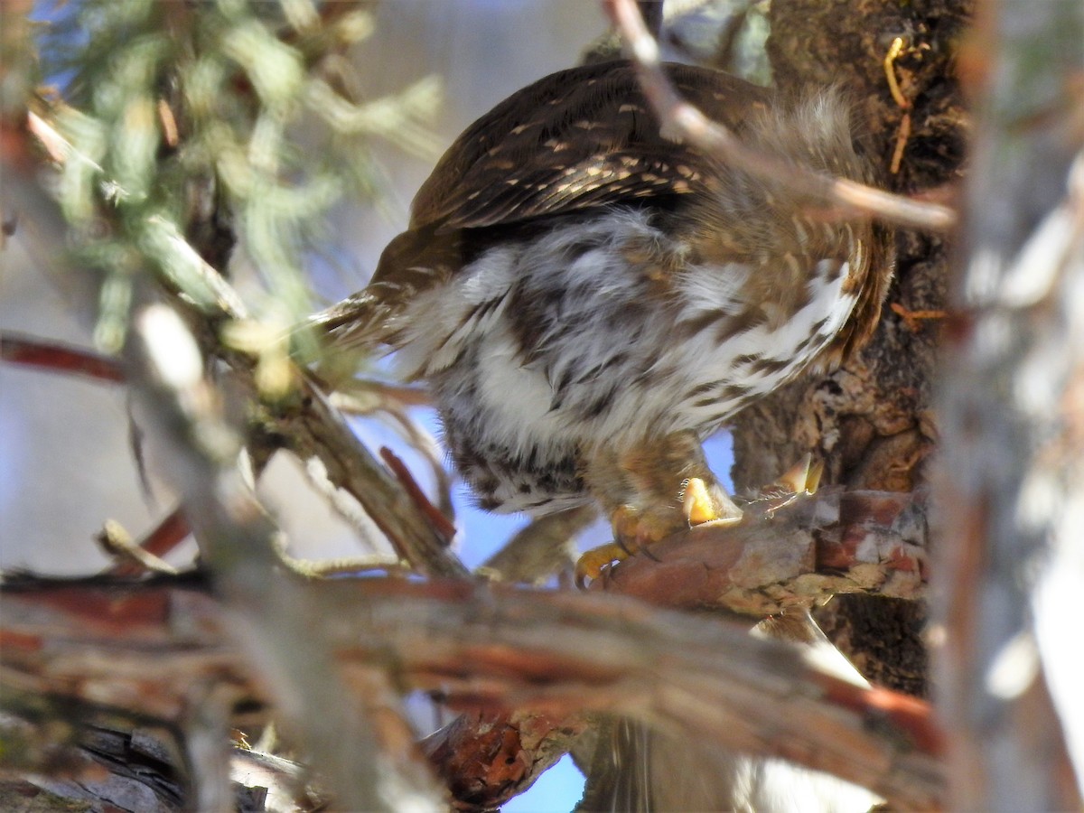 Northern Pygmy-Owl - dave haupt