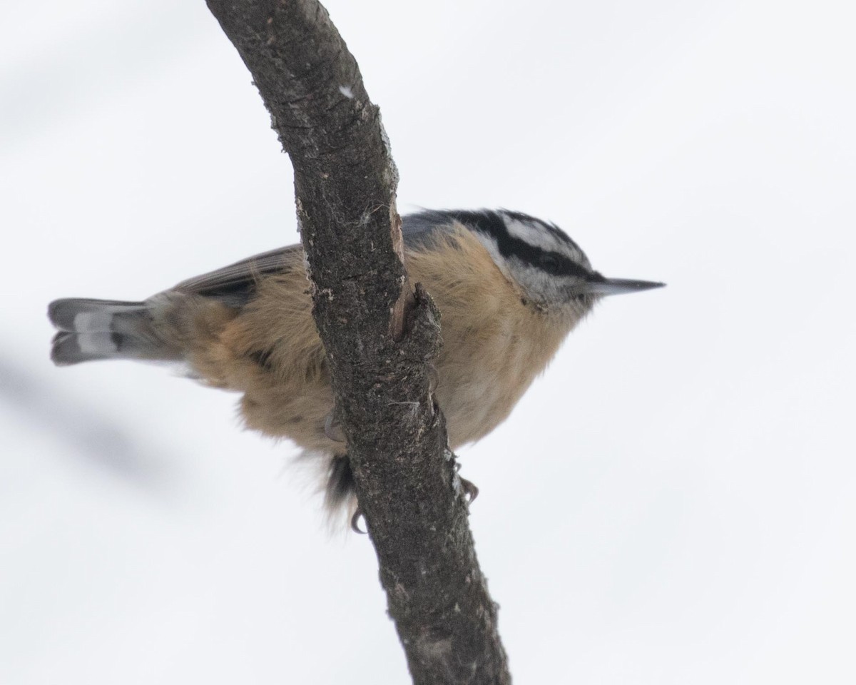 Red-breasted Nuthatch - ML141239791