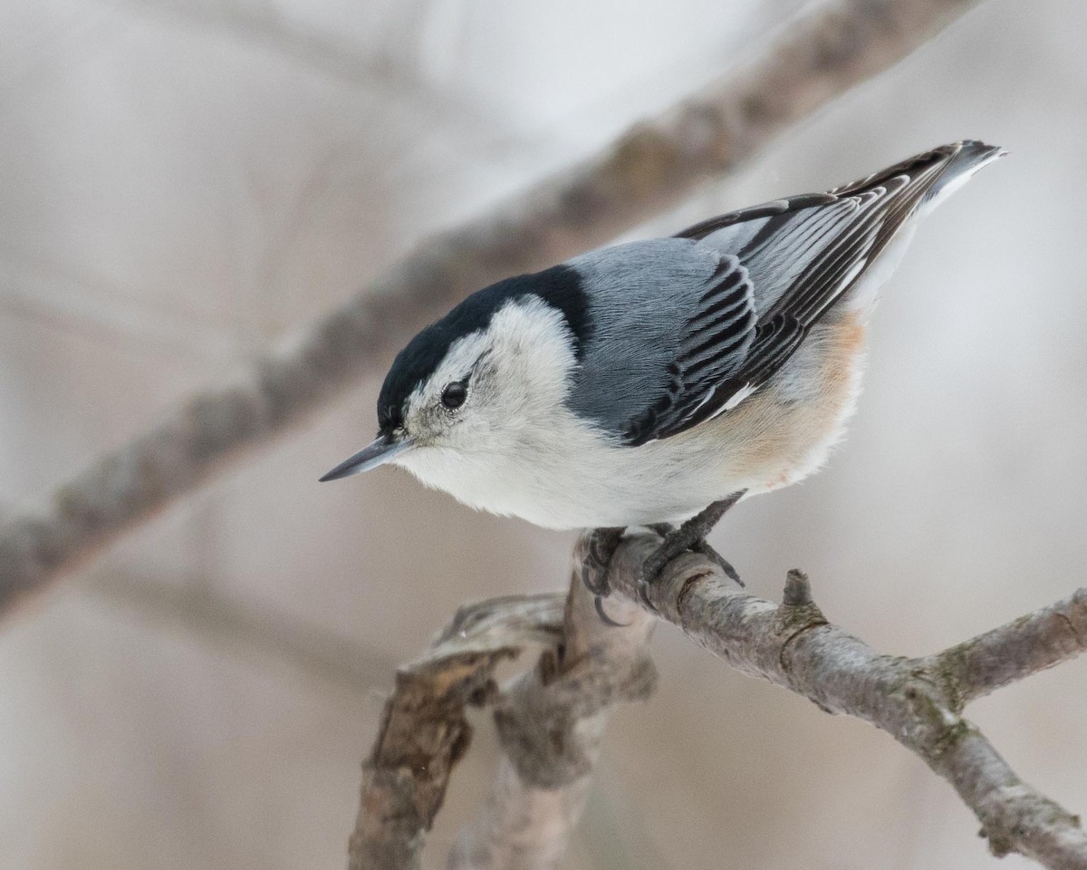 White-breasted Nuthatch - ML141240101
