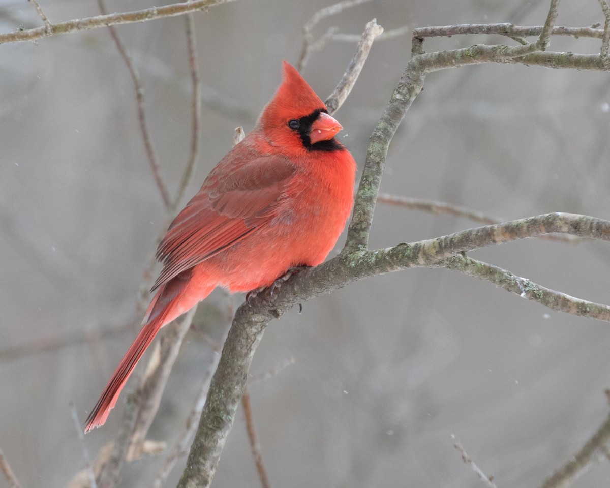 Cardinal rouge - ML141240711