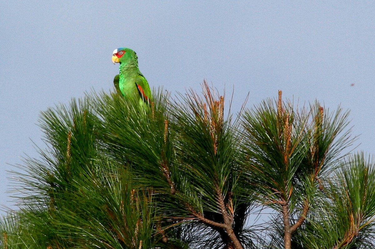 White-fronted Parrot - ML141242261