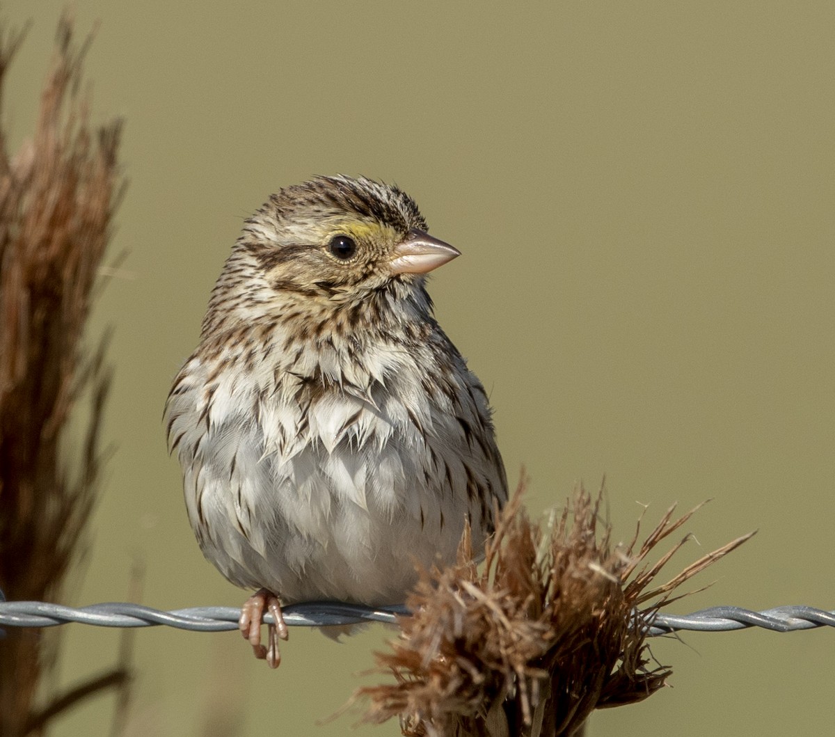 Savannah Sparrow - barbara taylor